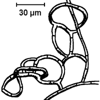 Fangnetz von Arthrobotrys oligospora