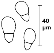 Konidien von Arthrobotrys oligospora