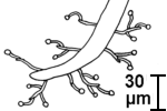 Nematode mit auswachsenden Hyphen von Dactylaria candida mit Fangknoten
