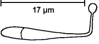 Konidium von Nematoctonus leiosporus, gekeimt mit Klebknoten