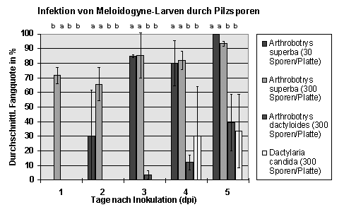 Fangquoten: Infektion von Meloidogyne-Larven durch Pilzsporen