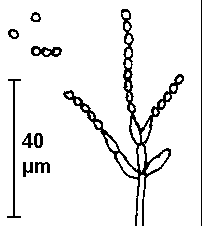 Sporenträger von Paecilomyces lilacinus